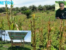 PROGRAM NASIONAL KETAHAAN PANGAN DESA PONDOK BATU KECAMATAN KOTA MUKOMUKO GAGAL TOTAL